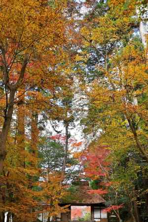 法然院　紅葉風景　scene4