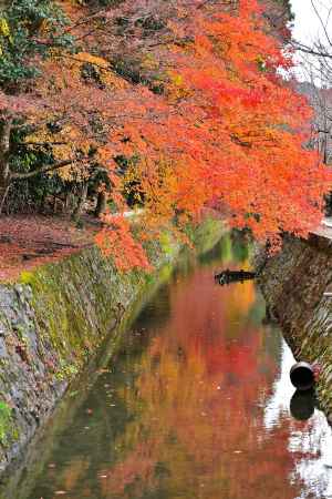 哲学の道　紅葉風景　scene2