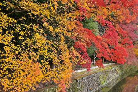 哲学の道　紅葉風景　scene3