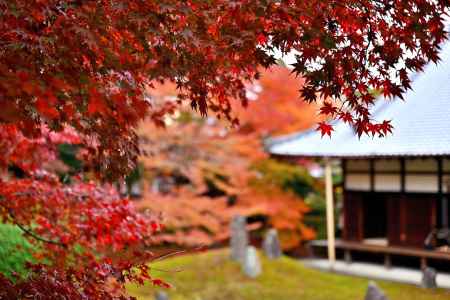 東福寺塔頭光明院　紅葉風景　scene4