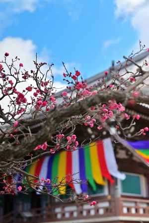 五色幕を背景にした紅梅