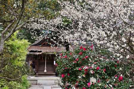 白梅と山茶花の共演