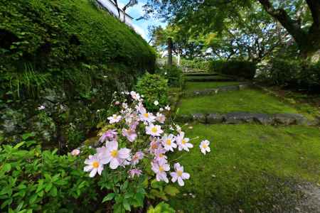 秋明菊　善峯寺＃６