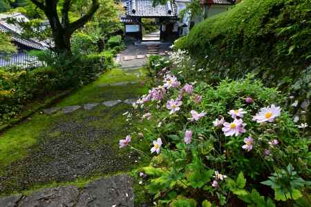 秋明菊　善峯寺＃７