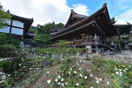 秋明菊　善峯寺＃９