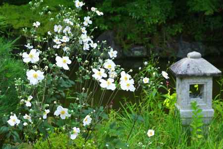 秋明菊　善峯寺＃１２
