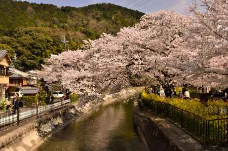 山科疏水沿いの桜