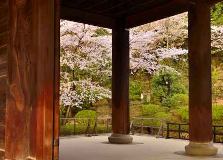 覗き見の桜