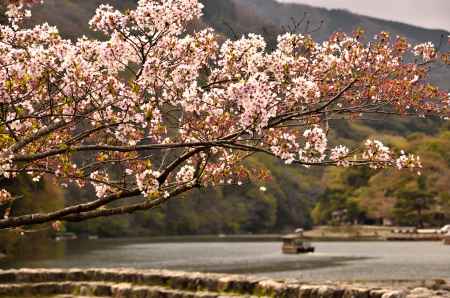 桜も終わりの嵐山