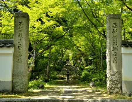 青もみじのトンネル