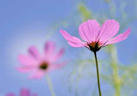 里の秋桜