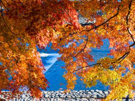 宇治川紅葉