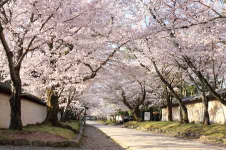 醍醐寺参道の桜