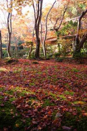 紅葉と苔の競演