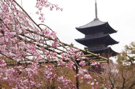 京都春景色