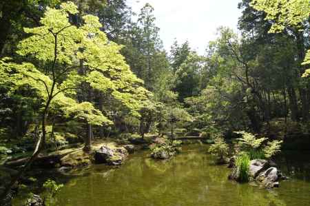 苔寺　青もみじ