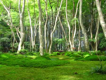 竹林に囲まれた祇王寺の庭園