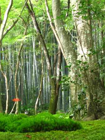 彼岸花が咲く祇王寺庭園