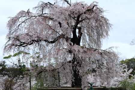 円山公園の大樹
