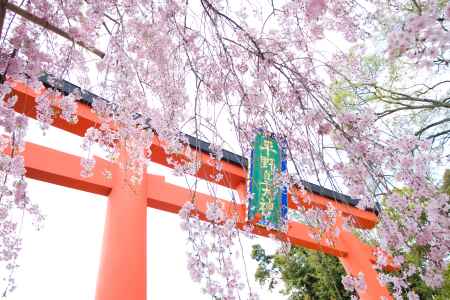 平野神社　枝垂れ桜
