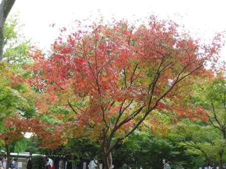 平安の庭　色ずき始めた紅葉