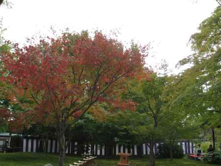 曲水の宴を待つ紅葉