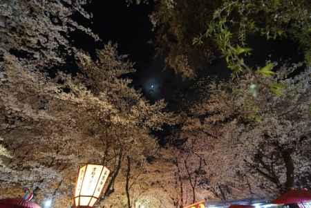 月と桜 平野神社