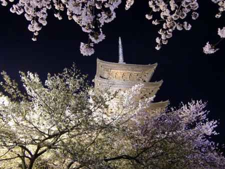 桜と東寺