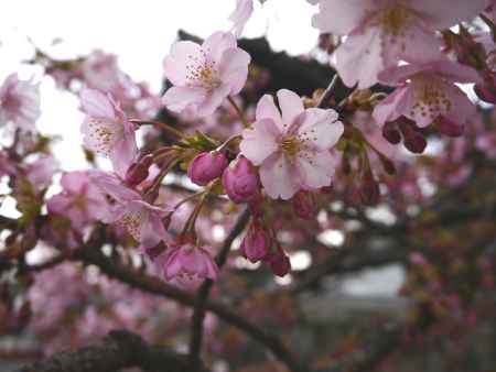 東寺の河津桜がそろそろ見頃近し