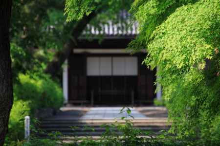 相国寺の新緑