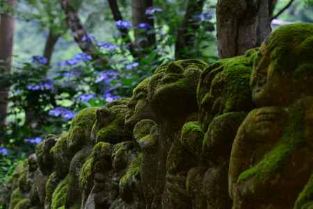 羅漢の花見