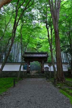 新緑の竹寺