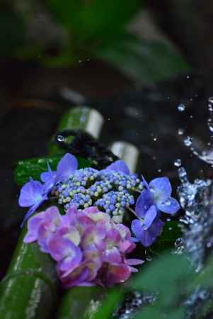 紫陽花の京都