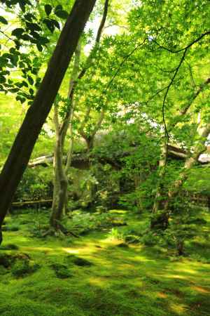 祇王寺　夏　青もみじ