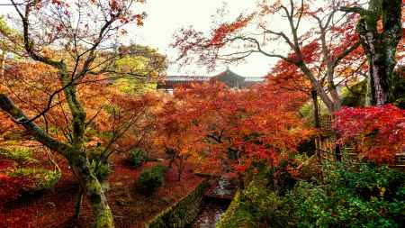 紅葉散歩：東福寺７