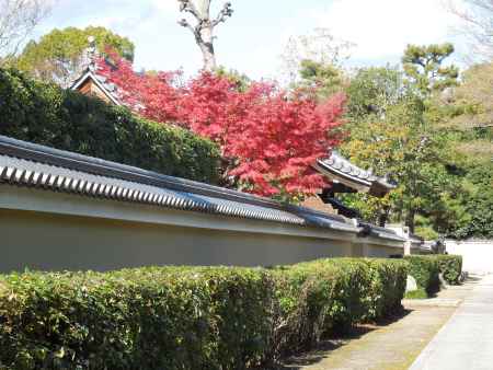 建仁寺のもみじ