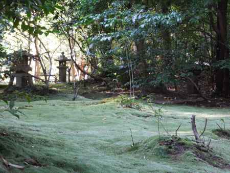 野宮神社苔の庭その1