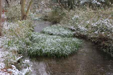 雪化粧をした、糺の森の奈良の小川