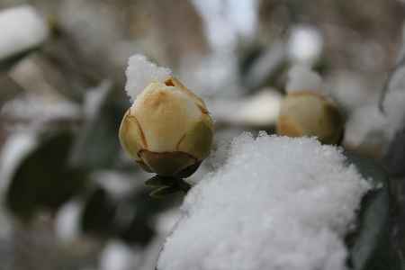 雪の中の山茶花（サザンカ）のつぼみ