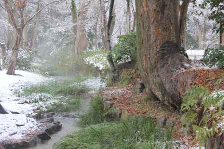 雪の糺の森（奈良の小川）