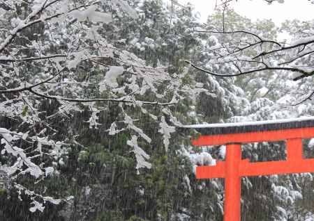 降りしきる雪　下鴨神社にて