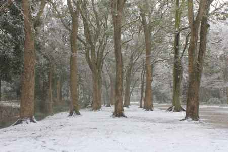 雪におおわれた糺の森（世界遺産）