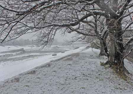 賀茂川に雪が積もる