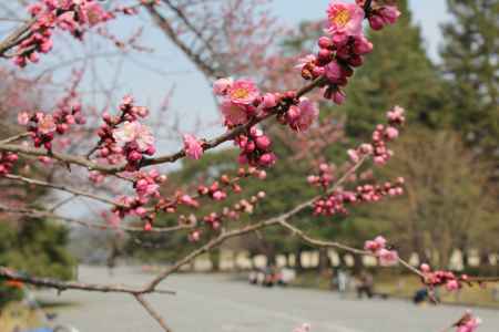 京都御所の紅梅