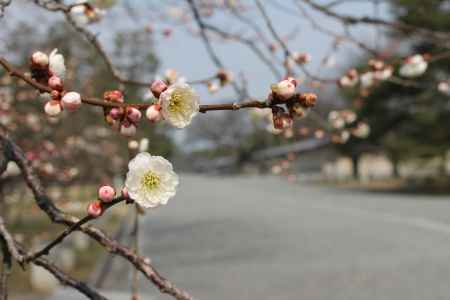 京都御所の白梅