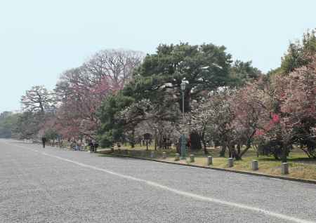 京都御所の梅林