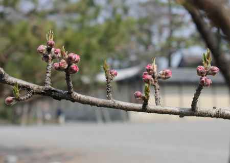 京都御所の桃の花