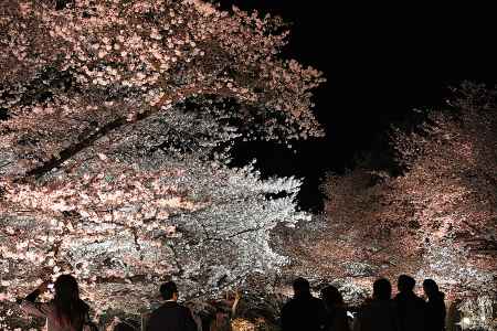 夜空に舞う