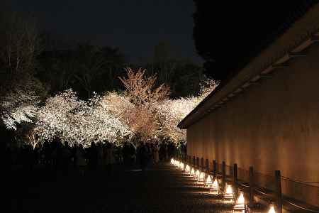 二条城の夜桜