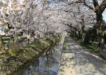 桜咲く哲学の道